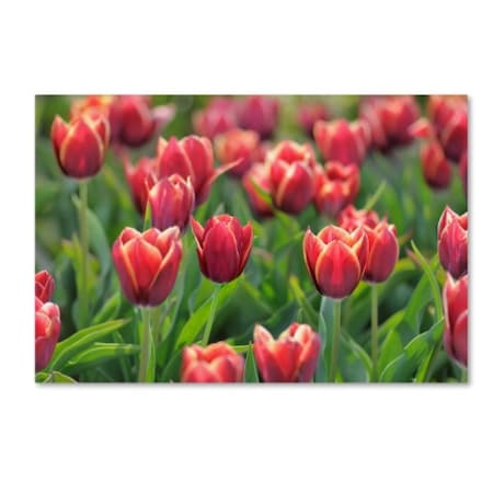 Cora Niele 'Tulip Field Papillon' Canvas Art,12x19